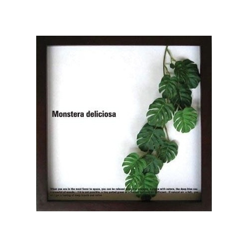 F-style Frame[Monstera deliciosa-11481]