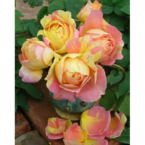 この春に ガーデンのシンボルに デルバール Delbard 薔薇 ばら ポール セザンヌ 四季咲大輪系 Ht 簡易鉢 アイテム検索