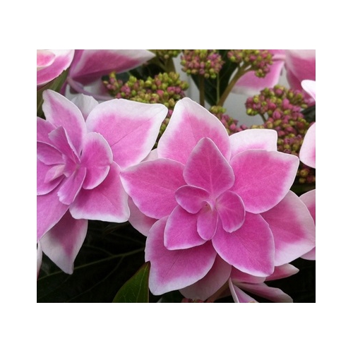 花弁のグラデーションが美しい!!!紫陽花(アジサイ) コンペイトウ ピンク 簡易5号鉢 1個