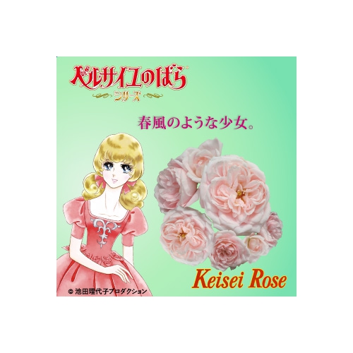 【緊急入荷】この春に、ガーデンのシンボルに!! ベルサイユのばら!!!! ロザリー ラ モリエール(Rosalie Lamorliere ) 新苗  1個(ビニールポット)