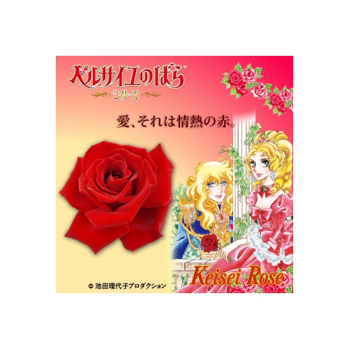 【緊急入荷】この春に、ガーデンのシンボルに!! ベルサイユのばら!!!! ベルサイユのばら(La Rose de Versailles) 新苗 1個(ビニールポット)