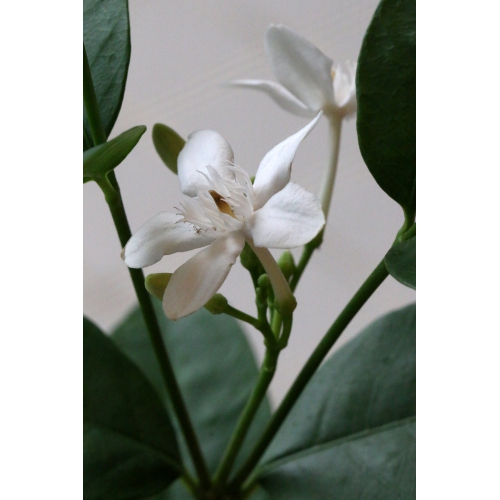 夏の鉢花として最近注目されています!!!セイロンライティア苗 12cm簡易鉢×2個