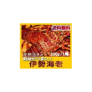 瀬戸内産 イセエビ2480円～【送料無料】