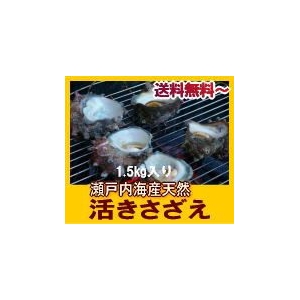 瀬戸内産 天然サザエ980円～ 【送料無料】