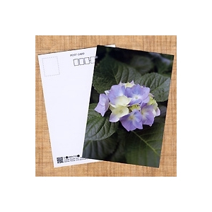 ポストカード アジサイ(紫)