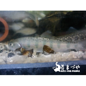 ヤマメ(山女魚)10cm 冷水魚