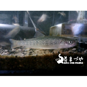 イワナ(岩魚)10cm 冷水魚
