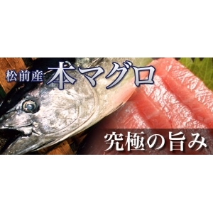 マグロの最高峰 究極の旨み 松前産本マグロ 赤身・中トロ・大トロ