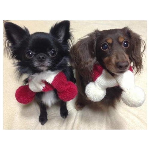 犬用手編みマフラー(ホワイトボンボン)-SSサイズ