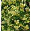 ミモザににて、黄色い木香薔薇(もっこうばら) 1鉢(高さ50cmくらい。径20cm輸送用簡易鉢)