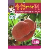 【この季節だけ】 孫悟空(そんごくう)が食べた幻の桃!童話の中の桃 苗 大紅蟠桃(だいこうばんとう )  5号ポット