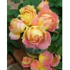 この春に、ガーデンのシンボルに!!デルバール(Delbard) 薔薇(ばら) ポール セザンヌ  四季咲大輪系(HT) 簡易鉢