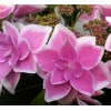 花弁のグラデーションが美しい!!!紫陽花(アジサイ) コンペイトウ ピンク 簡易5号鉢 1個