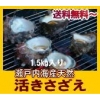 瀬戸内産 天然サザエ980円～ 【送料無料】